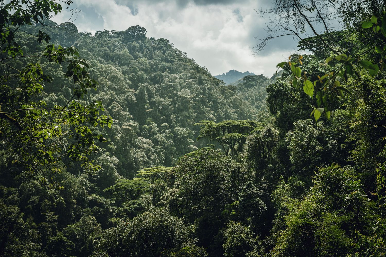 Près de 5 milliards $ de revenus annuels pour le parc de Nyungwe