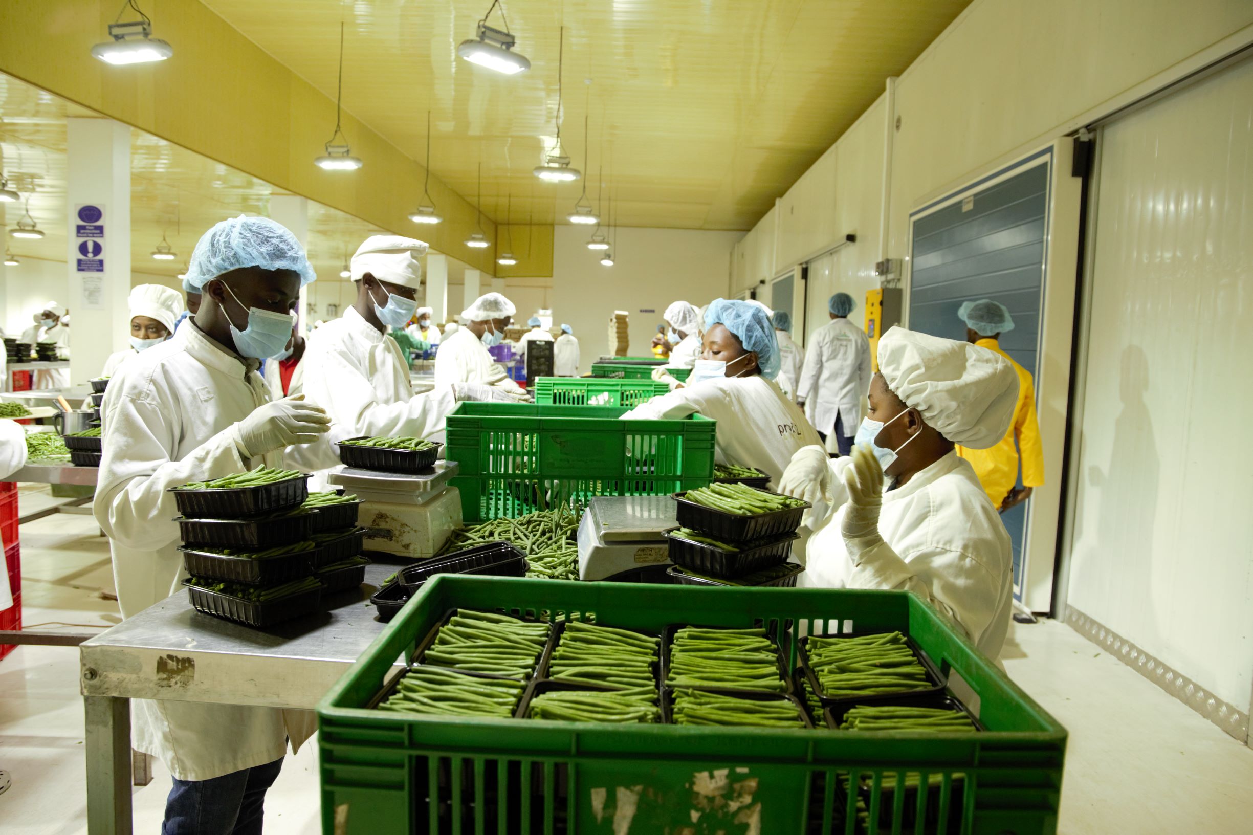 260 millions de dollars, générés par l’exportation agricole au Rwanda