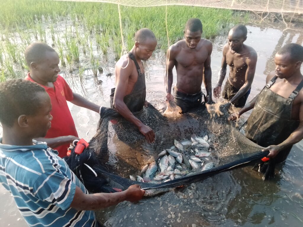 Lancement imminent d'un programme de formation pour booster l'aquaculture au Rwanda