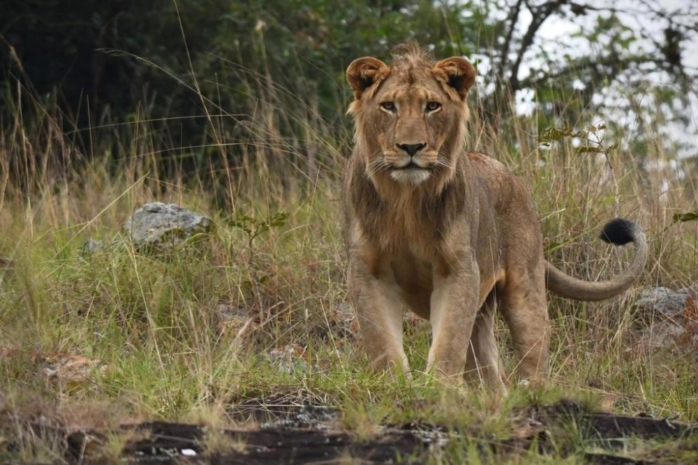Le parc national Akagera voit sa population de lions se rétablir avec succès