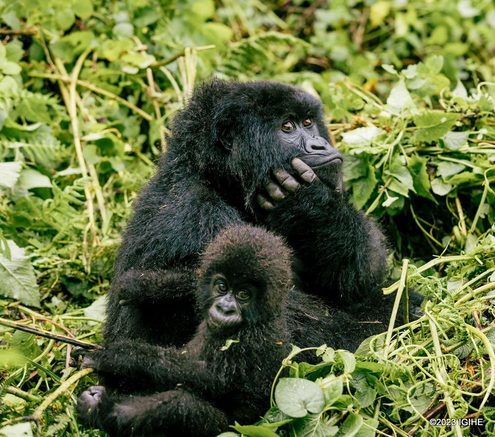Le Rwanda a encaissé 290 milliards grâce au tourisme au 1er semestre de 2023
