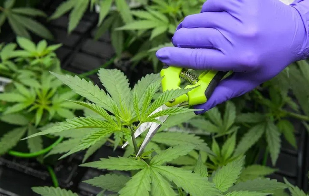 Une révolution thérapeutique, le cannabis médical disponible en France dès 2025