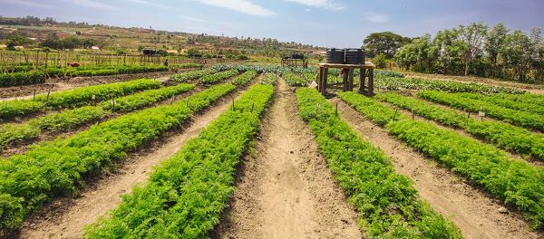 Le Rwanda économise 5 milliards de FRW grâce aux semences locales