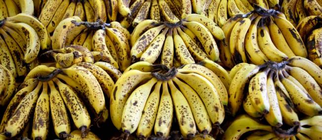 Une “super banane” OGM au secours de l’Afrique