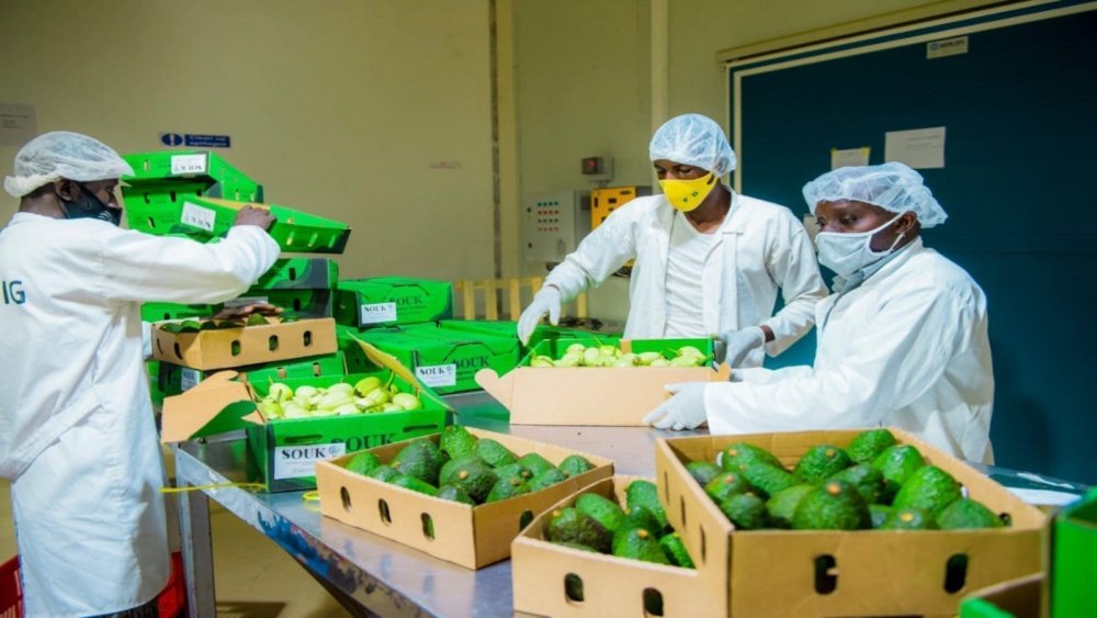 Le gouvernement lance un plan ambitieux pour dynamiser la production d’avocats et de mangues