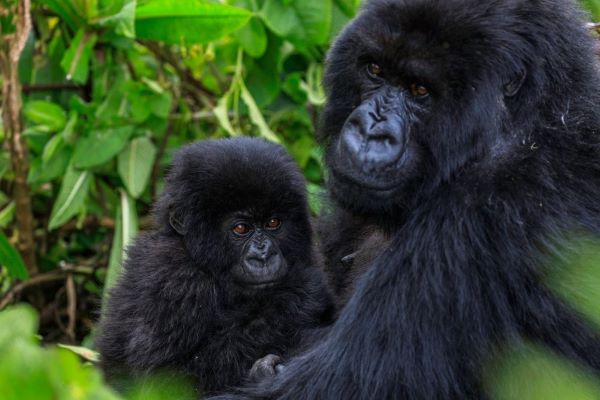 Le Rwanda fixe au 4 septembre 2026 la 21ᵉ édition de Kwita Izina