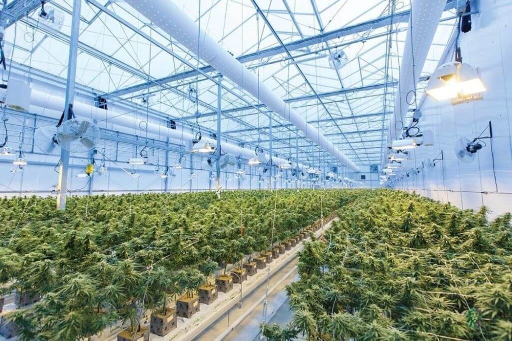 KKOG Rwanda, première entreprise à obtenir une licence d’exportation de cannabis médical