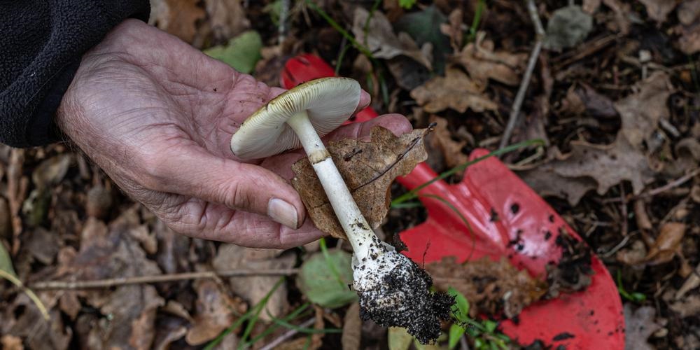 Australie : femme arrêtée pour avoir tué ses beaux-parents avec des champignons