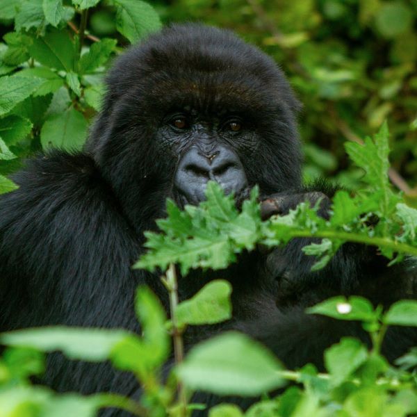 Le Rwanda et la protection des gorilles de montagne : une réussite écologique remarquable