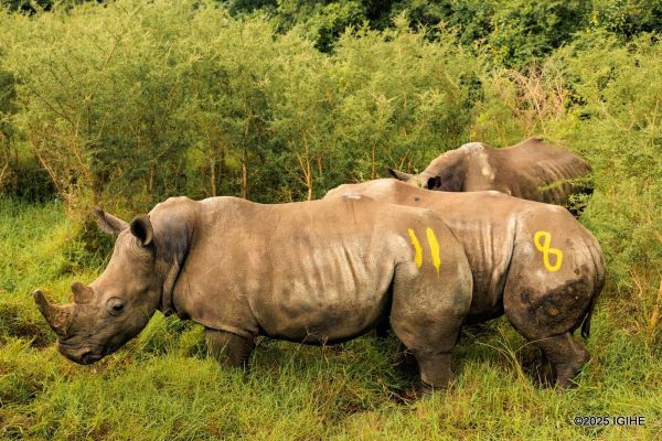 Le Rwanda reçoit 70 rhinocéros blancs en provenance d’Afrique du Sud