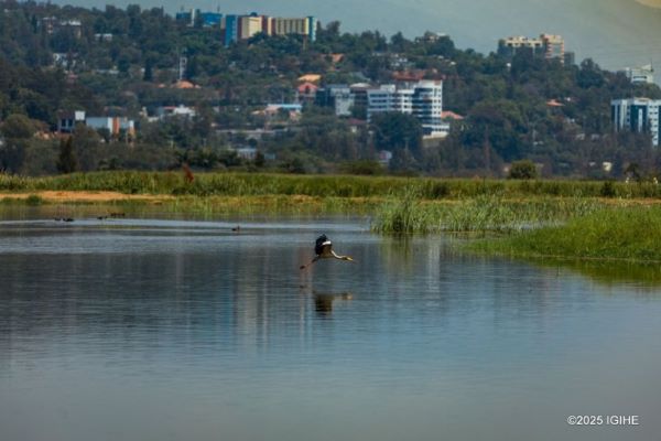 Au coeur du projet de réhabilitation des marais de Kigali, désormais achevé à 67 % (Photos)