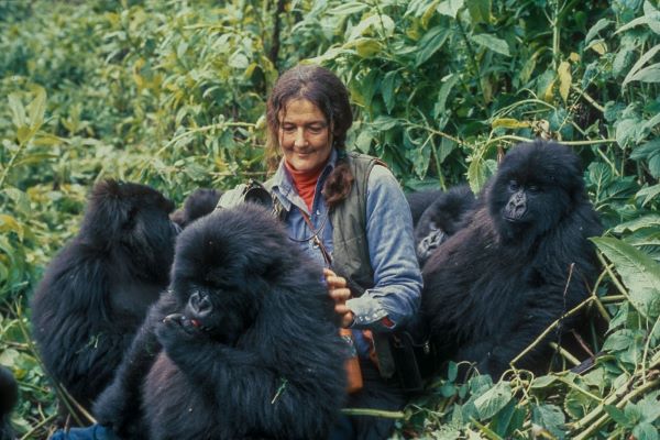 La mystérieuse mort de Dian Fossey
