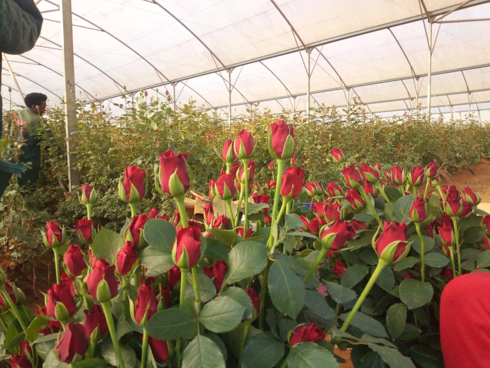 Essor spectaculaire des exportations agricoles rwandaises