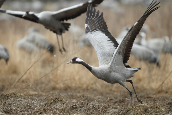 Le Rwanda s’engage pour la protection des grues migratrices
