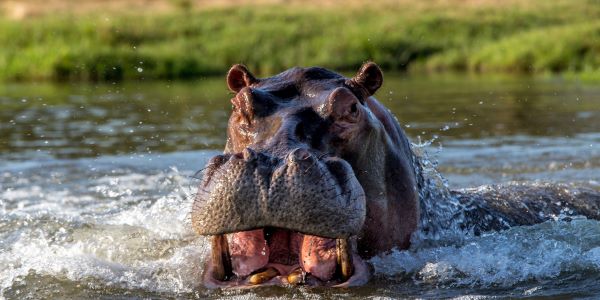 Burundi : un pêcheur perd la vie dans une attaque attribuée à un hippopotame