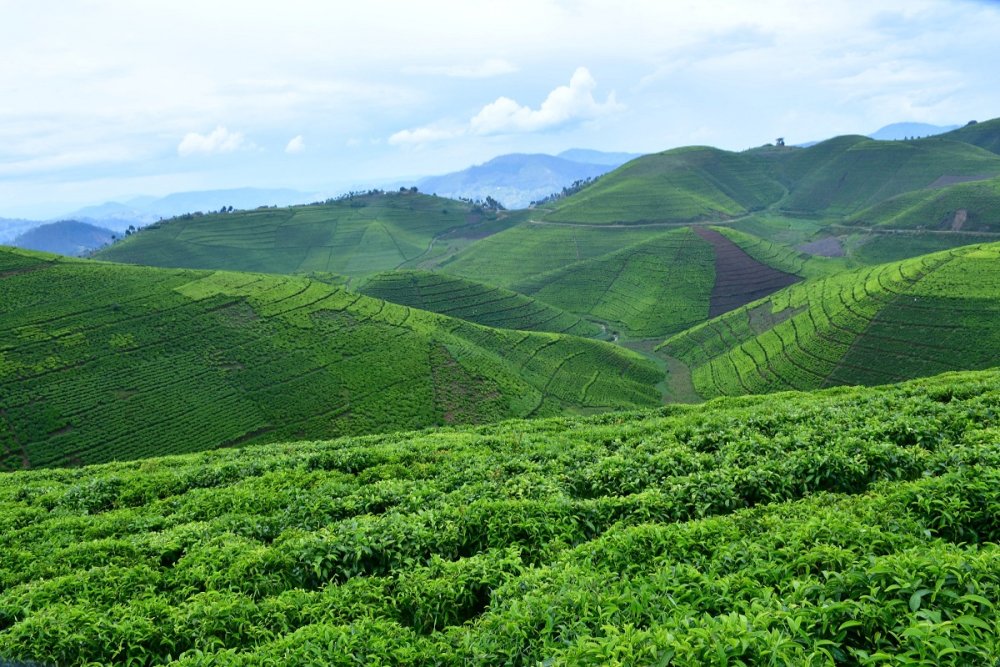 Réforme agricole au Rwanda avec un besoin de 1 000 milliards Frw pour transformer le secteur