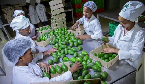 Exportations agricoles : 1,301 milliard de francs rwandais générés en 2025