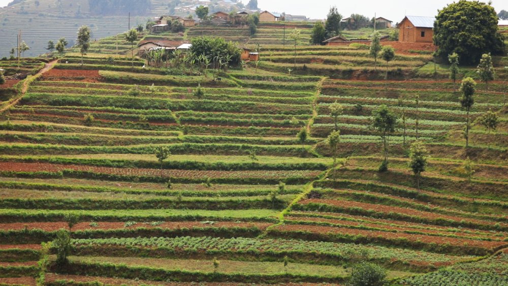 Fertilisants subventionnés, Nyamagabe cultive l'avenir