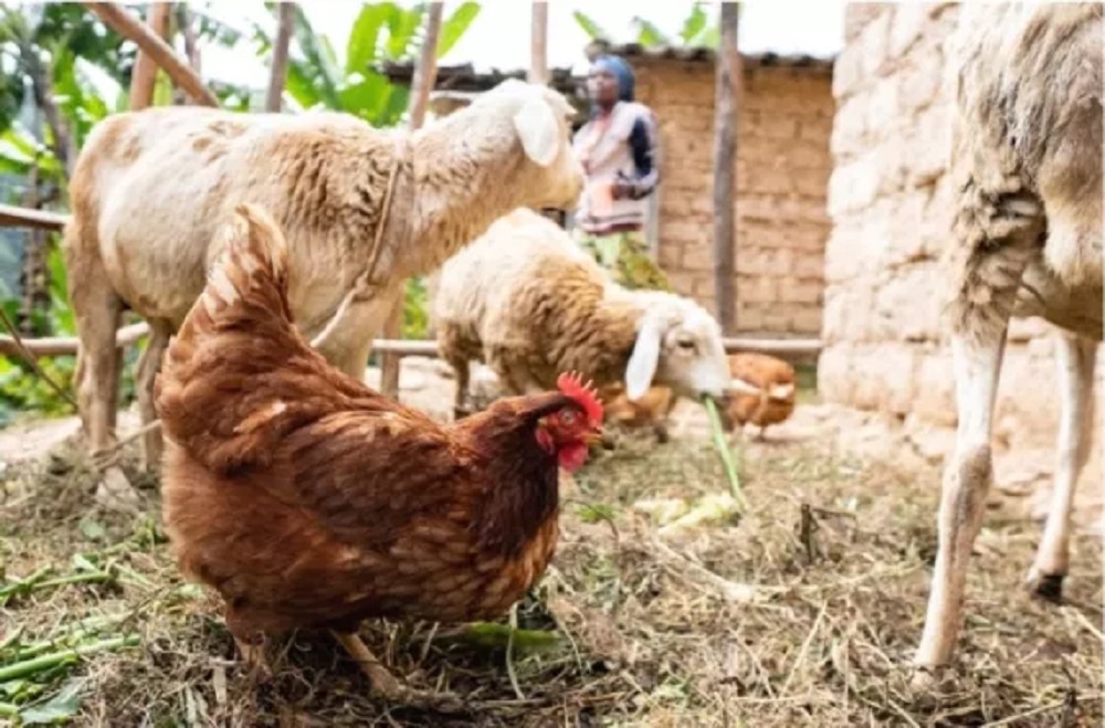 Rubavu distribue 8 000 poulets aux familles vulnérables pour lutter contre le retard de croissance
