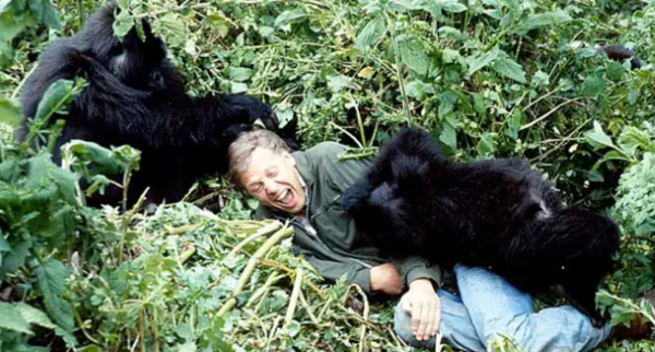 Sir David Attenborough revient avec un documentaire sur les gorilles du Rwanda
