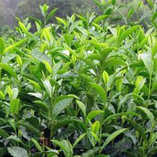 Le NAEB lance un projet ambitieux de plantation de 40 millions de plants de thé pour booster les exportations