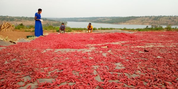 470 millions de dollars nécessaires pour développer l'industrie du piment au Rwanda