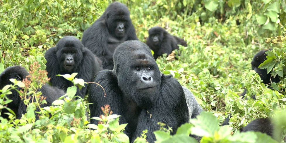 Le tourisme des gorilles rapporte 45,7 millions de dollars au Rwanda en trois mois